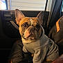 dog, french_bulldog, hoodie, clothing, car_interior, seat, pet, animal, cute, portrait, indoors, window, leather_seat, brown, black, looking_away, ears, paw, expression, companion