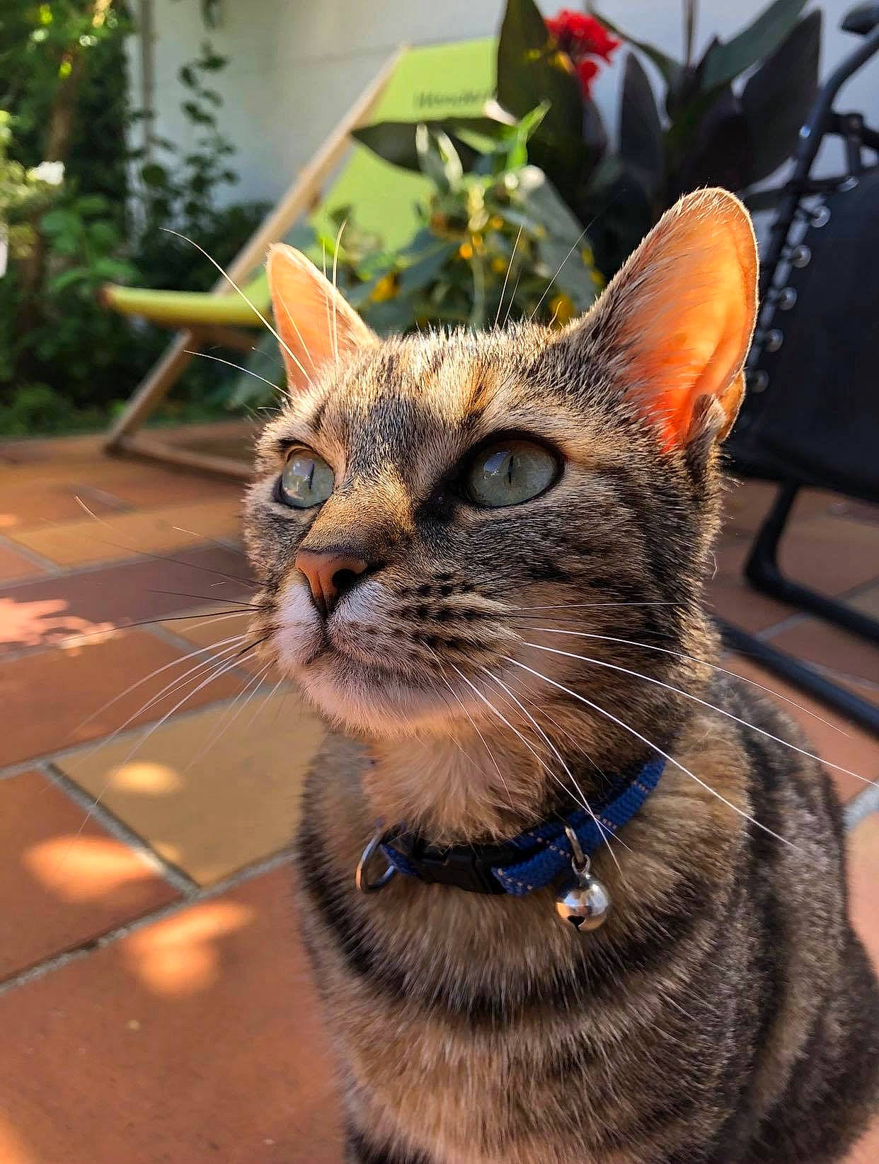 Lia a rejoint le concours — aidez-le/la à gagner de superbes lots ! aegean_cat, asian, carnivore, cat, close_up, domestic_short_haired_cat, european_shorthair, eye, felidae, german_rex, kitten, mammal, small_to_medium_sized_cats, snapshot, snout, tabby_cat, toyger, tree, vertebrate, whiskers