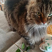 Alphée a rejoint le concours — aidez-le/la à gagner de superbes lots ! cat, tabby, fluffy, indoor, couch, flower, leaf, pet, feline, fur, whiskers, green_eyes, domestic_animal, cozy, home, furniture, curious, closeup, soft, relaxed