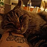 Alphée a rejoint le concours — aidez-le/la à gagner de superbes lots ! cat, tabby, close_up, tattoo, arm, indoor, warm_lighting, furniture, water_bottle, plant, relaxing, pet, whiskers, fur, resting, cozy, blurred_background, domestic, animal, sleepy