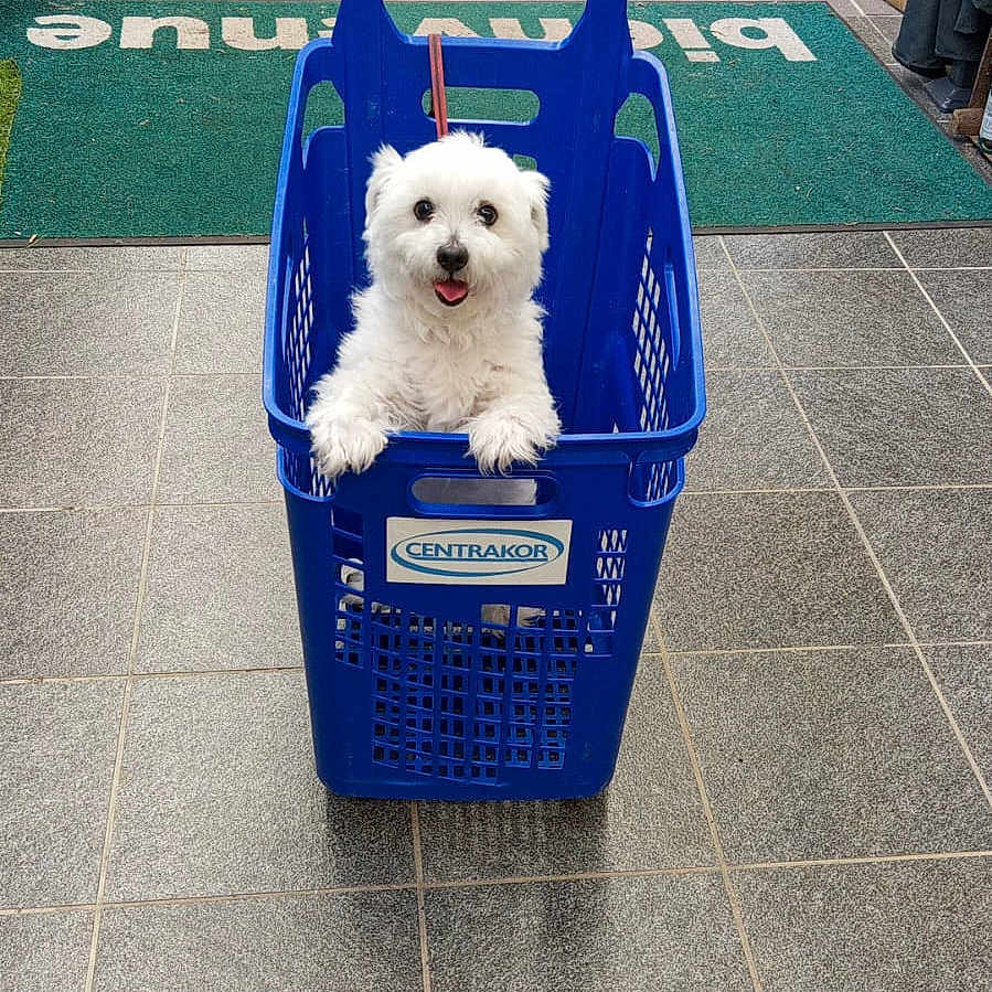 Nemo participe au concours pour gagner de l'argent avec cette photo : animal, architecture, basket, canine, city, dog, eskimodog, pet, poodle, puppy, racket, road, shoppingbasket, sport, street, tennis, tennisracket, terrier, urban, whitedog
