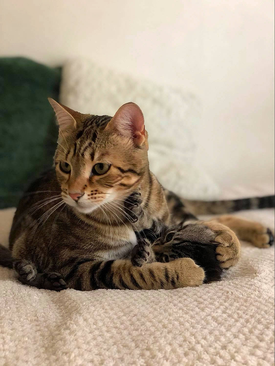 Alvin a rejoint le concours — aidez-le/la à gagner de superbes lots ! carnivore, cat, comfort, domestic_short_haired_cat, felidae, fur, paw, sitting, small_to_medium_sized_cats, snout, terrestrial_animal, tree, whiskers, wildlife