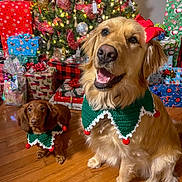 Oaklee And Finlee is registered to the contest to win money with this photo: dog, golden_retriever, dachshund, christmas_tree, christmas_decorations, christmas_presents, holiday, festive, red_bow, green_collar, pom_poms, wooden_floor, indoor, pets, smiling, cute, decorated_tree, wrapped_gifts, holiday_spirit, happy