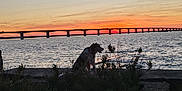 Loulou a rejoint le concours — aidez-le/la à gagner de superbes lots ! dog, sunset, water, bridge, sky, silhouette, nature, outdoor, evening, calm, landscape, clouds, shore, grass, rocks, tranquil, scenic, animal, pet, colorful_sky