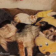 Loulou a rejoint le concours — aidez-le/la à gagner de superbes lots ! dog, cat, sleeping, bed, plush_toy, cushion, pet, resting, furry, domestic_animal, indoor, companion, cute, cozy, relaxed, friendship, animal_bed, soft, napping, warm_lighting