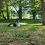 dog, grass, tree, outdoor, nature, sunlight, greenery, canine, relaxing, forest, leafy, animal, park, peaceful, daylight, trunk, branches, shade, ground, calm