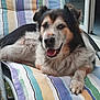 dog, canine, pet, animal, fur, happy, smiling, outdoor, cushion, striped, lounge_chair, relaxed, comfortable, resting, close_up, paw, face, ears, tongue, home