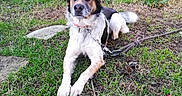 Loulou participe au concours pour gagner de l'argent avec cette photo : animal, canine, collar, daylight, dog, ear, fence, fur, garden, grass, greenery, ground, leash, muzzle, nature, outdoor, paw, pet, resting, tail