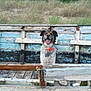 adventure, animal, background, blue_paint, boat, canine, collar, dog, grass, happy, nature, old, outdoor, pet, rustic, sitting, smiling, weathered, wood, wooden