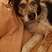 Loulou a rejoint le concours — aidez-le/la à gagner de superbes lots ! dog, pet, animal, glasses, sleepy, cozy, blanket, couch, indoor, portrait, close_up, black_and_white, brown_and_white, floppy_ears, face, eyes, nose, lying_down, relaxed, warm_lighting