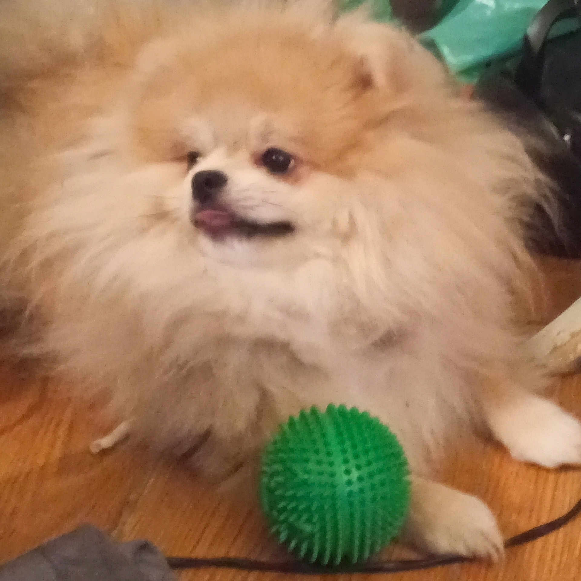 Charly participe au concours pour gagner de l'argent avec cette photo : animal, ball, canine, chow, cockerspaniel, dog, eskimodog, golf, hardwood, papillon, pet, poodle, puppy, sphere, sport, tennis, tennisball, toy, whitedog, wood