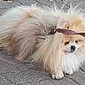 Charly participe au concours pour gagner de l'argent avec cette photo : dog, pomeranian, fluffy, leash, outdoor, pavement, pet, small_dog, fur, animal, cute, lying_down, canine, domestic_animal, walking_leash, pavement_stones, companionship, pet_accessory, curious, resting