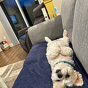 Toby is registered to the contest to win money with this photo: blanket, carpet, collar, couch, cozy, dog, floor, fluffy, fur, home, interior, lamp, living_room, pet, recliner, relaxed, upside_down, white_dog, window, wooden_floor