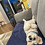 blanket, carpet, collar, couch, cozy, dog, floor, fluffy, fur, home, interior, lamp, living_room, pet, recliner, relaxed, upside_down, white_dog, window, wooden_floor