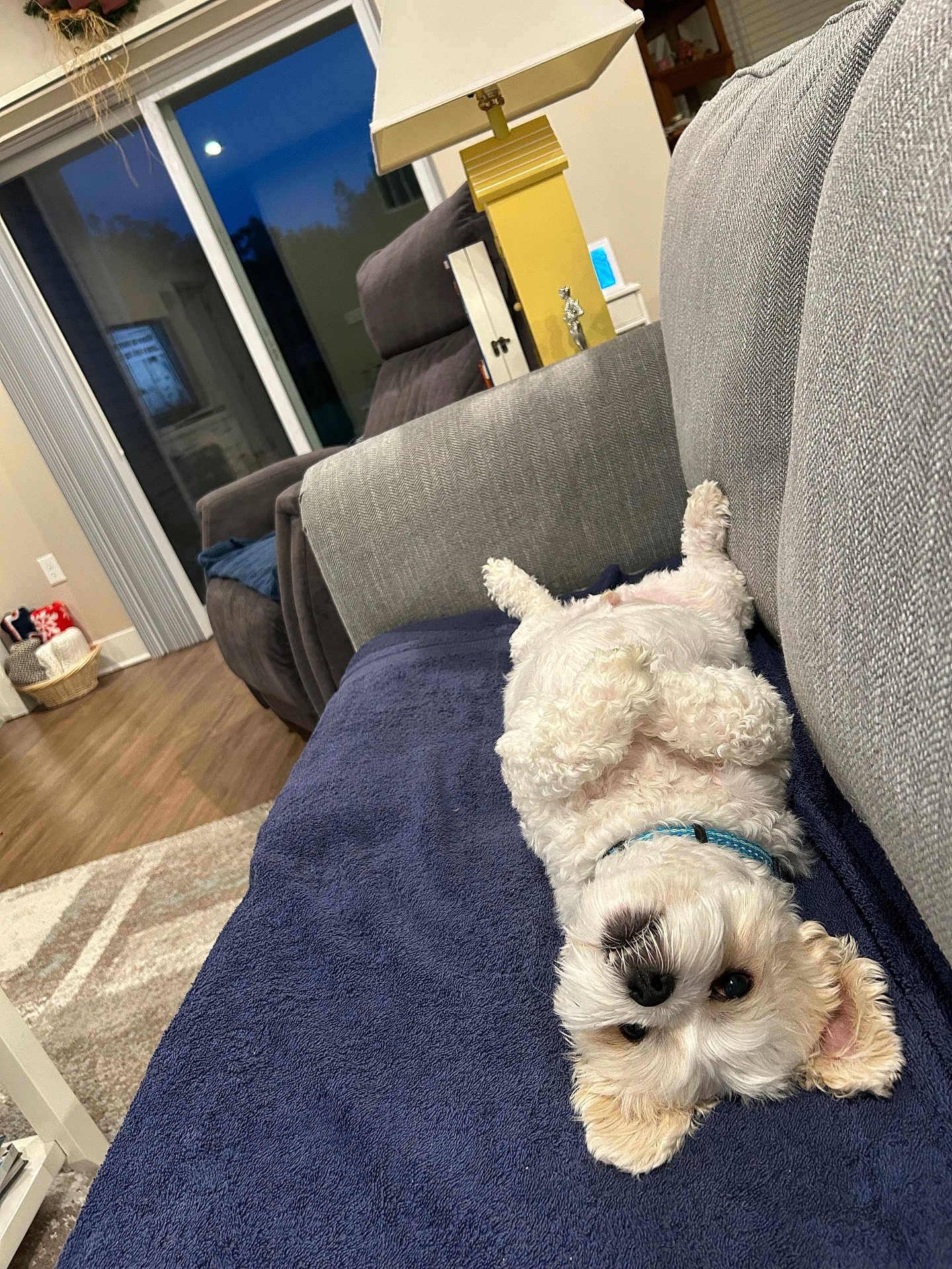 Toby
