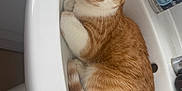Wookie a rejoint le concours — aidez-le/la à gagner de superbes lots ! cat, orange_cat, white_cat, sink, bathroom, pet, animal, curious, resting, fur, whiskers, domestic_cat, cute, indoor, cozy, curled_up, looking_up, curled_tail, close_up, feline