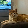 blurred_background, cat, domestic_cat, ears, fabric, face, feline, fur, home, indoor, lying_down, orange_cat, paws, pet, relaxed, resting, sofa, television, whiskers, white_cat