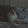 animal, bed, blanket, cat, cozy, cute, domestic_animal, ears, feline, fur, headboard, indoor, pet, pillow, quiet, relaxed, resting, sleepy, striped_pillow, whiskers