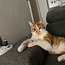 animal, cat, couch, curious, decor, feline, figurine, fur, furniture, gray_couch, home, indoor, mirror, orange_cat, paw, pet, relaxed, resting, wall, white_cat