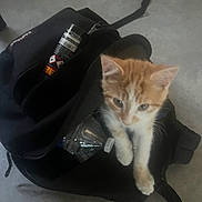 Wookie a rejoint le concours — aidez-le/la à gagner de superbes lots ! kitten, cat, bag, black_bag, water_bottle, can, curious, indoor, pet, orange_cat, white_cat, floor, playing, young_cat, animal, feline, cute, small, domestic_cat, exploring