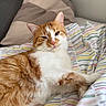 animal, bed, cat, comfort, cozy, cute, domestic_cat, feline, fur, indoor, orange_cat, pet, pillow, relaxed, resting, sleepy, soft, striped_blanket, whiskers, white_cat