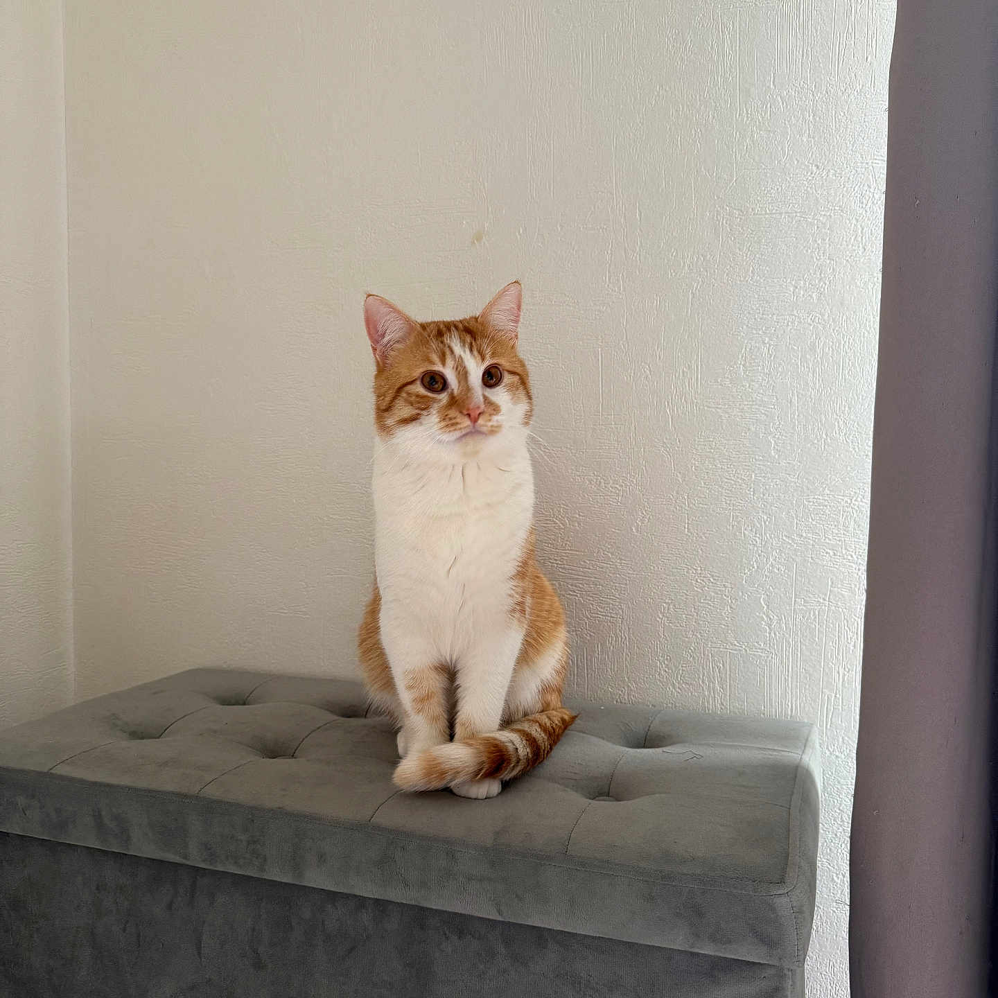 Wookie participe au concours pour gagner de l'argent avec cette photo : animal, cat, cozy, curious, cute, domestic_animal, fur, furniture, gray, home, indoor, minimalist, orange_cat, ottoman, pet, sitting, tail, texture, wall, white_cat