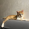 animal, calm, cat, curious, cute, domestic_cat, ears, feline, gray_surface, indoor, lounging, orange_cat, paws, pet, portrait, relaxed, side_view, textured_wall, whiskers, white_cat