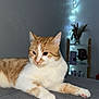 Wookie a rejoint le concours — aidez-le/la à gagner de superbes lots ! cat, orange_cat, white_cat, pet, animal, indoor, resting, fairy_lights, grey_surface, furniture, cozy, relaxed, fur, whiskers, ears, paws, cute, domestic_cat, mammal, sleepy
