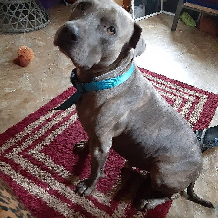 Boy joined the competition — help win amazing prizes! carnivore, collar, companion_dog, dog, dog_breed, dog_collar, dog_supply, fawn, flooring, fur, gun_dog, hardwood, leash, liver, pet_supply, snout, sporting_group, whiskers, wood, working_animal