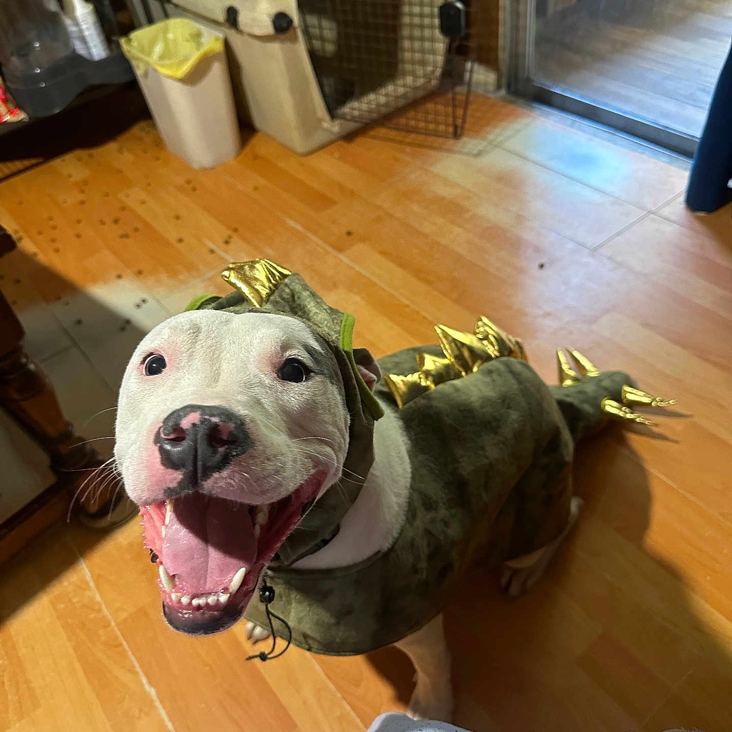Harley Quinn Davison is registered to the contest to win money with this photo: animal, ball, boxer, boy, bulldog, canine, child, clothing, dog, glove, hardwood, indoors, interiordesign, male, person, pet, pitbull, puppy, sport, wood