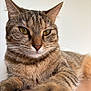 cat, tabby, close_up, fur, whiskers, paw, relaxed, animal, pet, indoor, portrait, eyes, mammal, cute, feline, striped, resting, soft_light, focus, background
