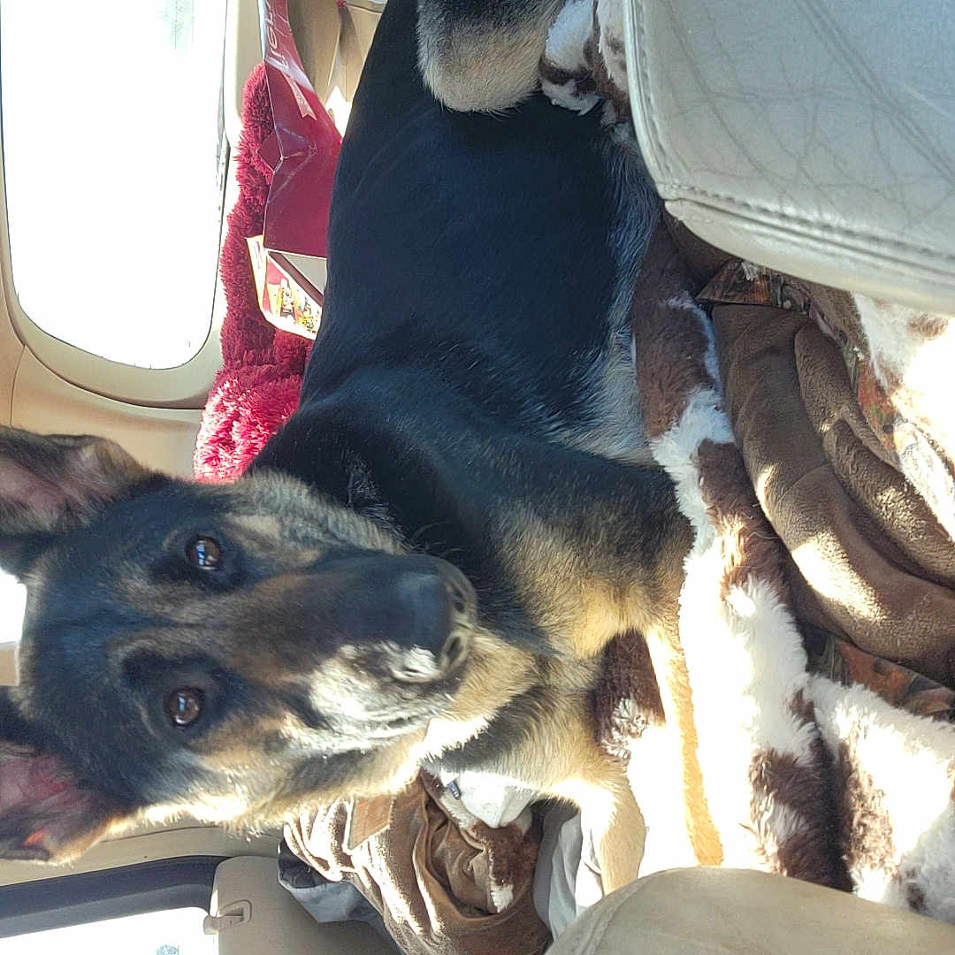 Phoenix Ray is registered to the contest to win money with this photo: animal, armchair, canine, car, car_interior, carseat, chair, couch, cushion, dog, furniture, germanshepherd, headrest, homedecor, hound, husky, pet, puppy, transportation, vehicle