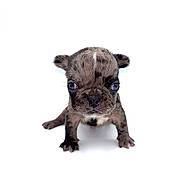 Bentley joined the competition — help win amazing prizes! adorable, animal, cute, dog, four_legs, front_view, fur, isolated, looking_at_camera, mammal, pet, portrait, puppy, small, speckled_coat, studio, tiny, white_background, wide_eyes, young