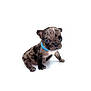 Bentley joined the competition — help win amazing prizes! adorable, animal, blue_collar, brindle, curious, cute, dog, ears, face, fur, isolated, mammal, paw, pet, portrait, puppy, sitting, small, white_background, young