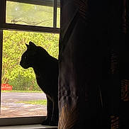 Slinky joined the competition — help win amazing prizes! cat, silhouette, window, curtain, greenery, bench, outdoor, indoor, shadow, sunlight, nature, animal, pet, dark, pattern, leaf, sill, quiet, peaceful, contrast