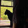 cat, silhouette, window, curtain, greenery, bench, outdoor, indoor, shadow, sunlight, nature, animal, pet, dark, pattern, leaf, sill, quiet, peaceful, contrast
