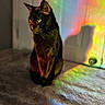 Slinky joined the competition — help win amazing prizes! cat, black_cat, pet, animal, indoor, rainbow_light, shadow, carpet, door, colorful, feline, sitting, soft_light, mystical, portrait, domestic_animal, whiskers, ears, yellow_eyes, quiet