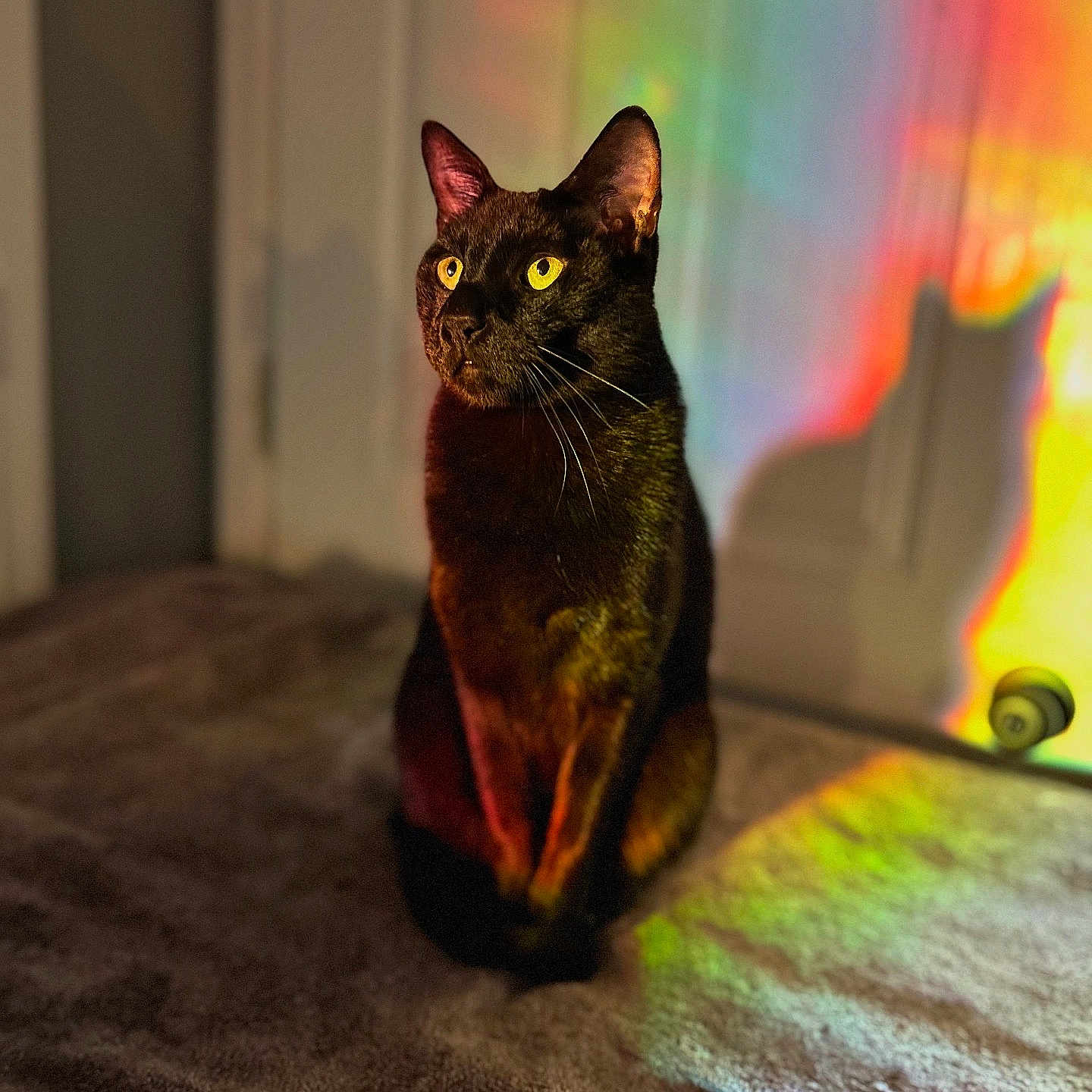 Slinky is registered to the contest to win money with this photo: cat, black_cat, yellow_eyes, rainbow_shadow, colorful_light, indoor, soft_surface, shadow, pet, animal, feline, sitting, portrait, warm_light, cozy, closeup, whiskers, ears, focused, domestic_cat