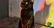 Slinky joined the competition — help win amazing prizes! cat, black_cat, yellow_eyes, shadow, rainbow, colorful, indoor, soft_surface, door, light, shadow_cast, pet, animal, sitting, portrait, feline, cute, domestic_cat, warm_light, artistic