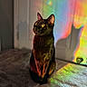 cat, black_cat, yellow_eyes, shadow, rainbow, colorful, indoor, soft_surface, door, light, shadow_cast, pet, animal, sitting, portrait, feline, cute, domestic_cat, warm_light, artistic
