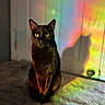 Slinky joined the competition — help win amazing prizes! cat, black_cat, pet, animal, indoor, shadow, rainbow, colorful, door, carpet, light, silhouette, feline, ears, whiskers, yellow_eyes, soft_light, portrait, sitting, home