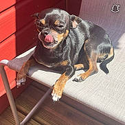 Raven participe au concours pour gagner de l'argent avec cette photo : animal, black_dog, brown_dog, canine, chair, cute, daylight, dog, fur, outdoor, paw, pet, relaxed, resting, shadow, small_dog, sunlight, tongue, tongue_out, wooden_floor