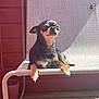 Raven participe au concours pour gagner de l'argent avec cette photo : animal, black_dog, calm, chair, chihuahua, daylight, dog, ears, furniture, outdoor, paw, pet, porch, quiet, relaxed, small_dog, snout, sunlight, tan_dog, wood