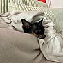 Raven participe au concours pour gagner de l'argent avec cette photo : blanket, comfort, couch, cozy, curious, dog, ear, fur, furniture, home, indoor, nose, peeking, pet, relaxed, resting, small_dog, soft_texture, warm, wrapped