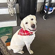 Cooper joined the competition — help win amazing prizes! dog, white_dog, bandana, red_bandana, pet, smiling_dog, porch, outdoor, grill, welcome_mat, plant, decor, seat, floor, happy, canine, domestic_animal, animal, sitting, friendly