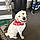 Cooper