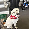dog, white_dog, bandana, red_bandana, pet, smiling_dog, porch, outdoor, grill, welcome_mat, plant, decor, seat, floor, happy, canine, domestic_animal, animal, sitting, friendly