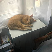 Azur a rejoint le concours — aidez-le/la à gagner de superbes lots ! cat, sleeping, ginger_cat, window, curtains, remote_control, papers, table, chair, indoor, sunlight, furniture, cozy, resting, pet, domestic_animal, quiet, relaxation, home, calm