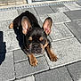 alert, animal, brown_and_black, closeup, cute, dog, ears, french_bulldog, gray_stones, looking_at_camera, outdoor, pavement, paw, pet, puppy, resting, shadow, small_dog, sunlight, young_dog