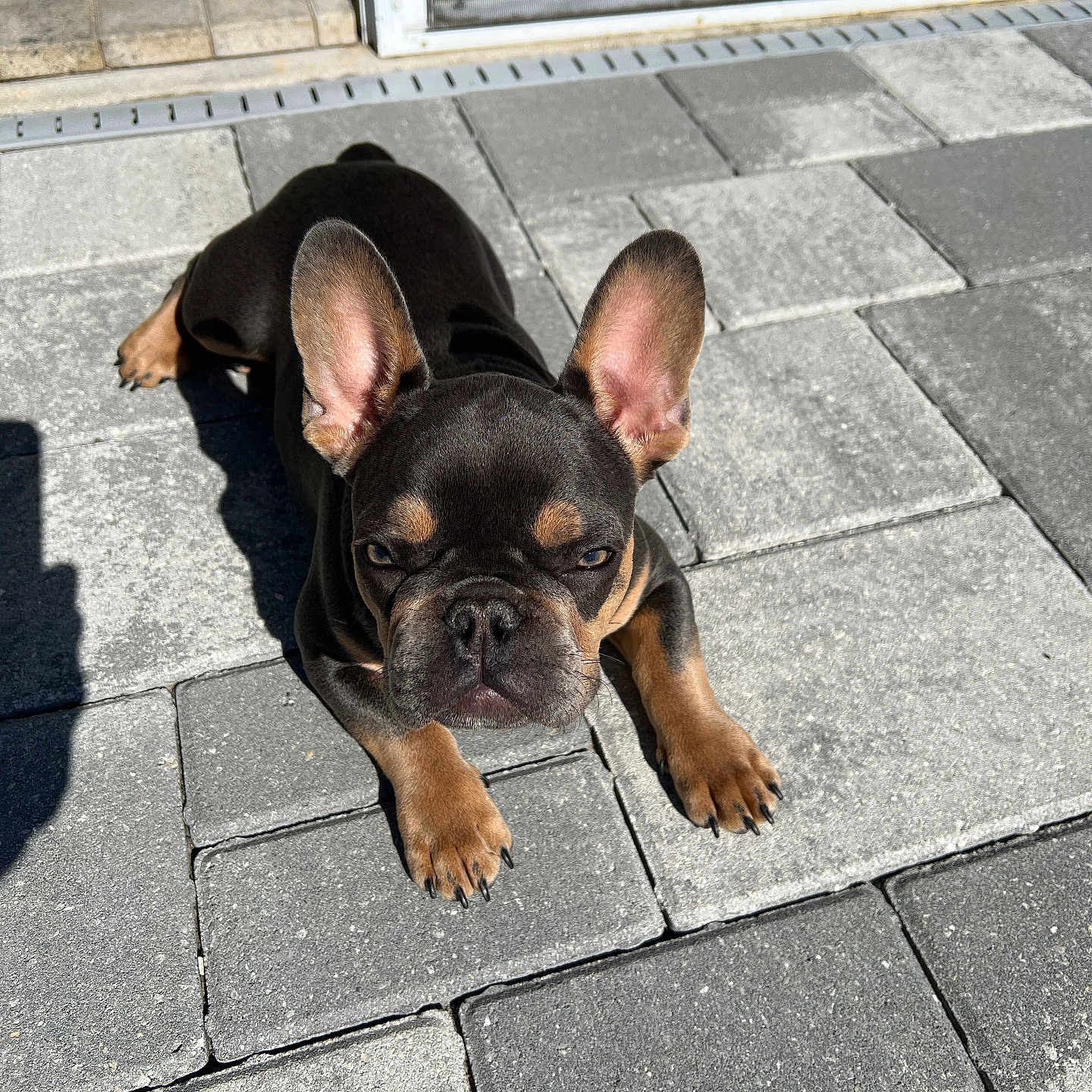 Loki joined the competition — help win amazing prizes! alert, animal, brown_and_black, closeup, cute, dog, ears, french_bulldog, gray_stones, looking_at_camera, outdoor, pavement, paw, pet, puppy, resting, shadow, small_dog, sunlight, young_dog